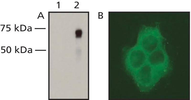Merck Anti-Raf-1/c-Raf antibody, Mouse monoclonal