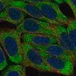 Merck Anti-KLRF1 antibody produced in rabbit