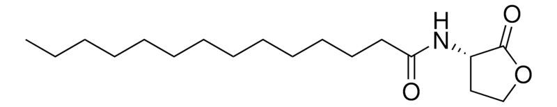 Merck N-Tetradecanoyl-L-homoserine lactone