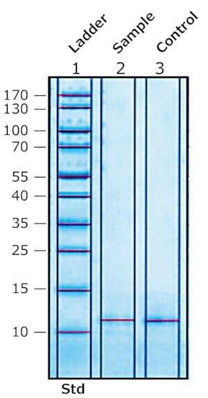 Merck COLIPASE FROM PORCINE PANCREAS