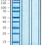 Merck COLIPASE FROM PORCINE PANCREAS