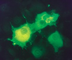 Merck MONOCLONAL ANTI-FLAG(R) M2-FITC, ANTIBO&