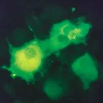 Merck MONOCLONAL ANTI-FLAG(R) M2-FITC, ANTIBO&