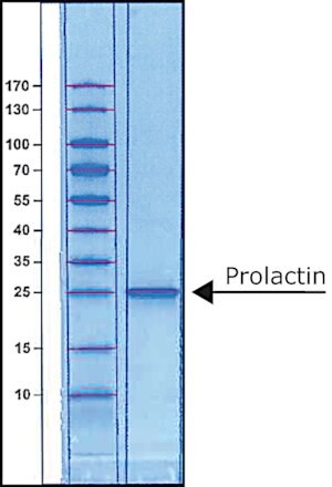 Merck PROLACTIN HUMAN BIOREAGENT, >= 97% &