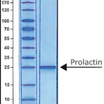 Merck PROLACTIN HUMAN BIOREAGENT, >= 97% &