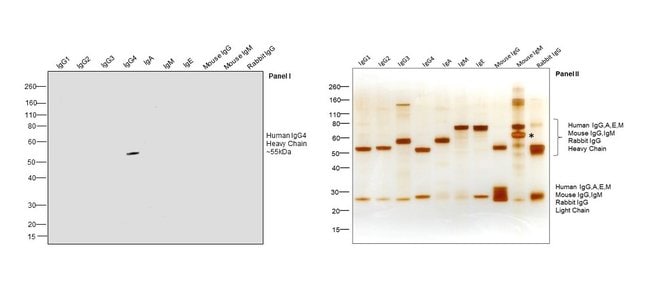 Thermo Fisher Scientific Mouse anti-Human IgG4 Fc Secondary Antibody, HRP