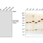 Thermo Fisher Scientific Mouse anti-Human IgG4 Fc Secondary Antibody, HRP