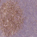Merck Anti-RFTN1 antibody produced in rabbit