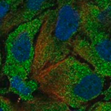 Merck Anti-IDO2 antibody produced in rabbit