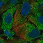 Merck Anti-IDO2 antibody produced in rabbit
