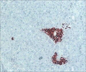 Merck ANTI-GUINEA PIG IGG (WHOLE MOLECULE)   &