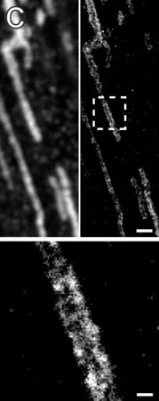 Merck Anti-ACO2 antibody produced in rabbit