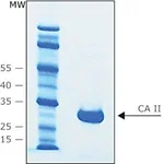 Merck CARBONIC ANHYDRASE II BOVINE RECOMBIN&