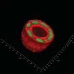 Merck TRUEGEL ENZYMATIC CELL RECOVERY SOLUTION