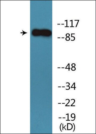 Merck Anti-phospho-Trk B (pTyr705) antibody produced in rabbit