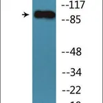 Merck Anti-phospho-Trk B (pTyr705) antibody produced in rabbit