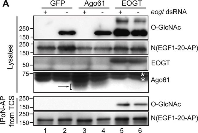 Merck Anti-beta-O-Linked N-Acetylglucosamine antibody, Mouse monoclonal