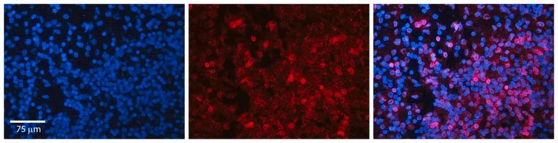 Merck Anti-MYC, (N-terminal) antibody produced in rabbit