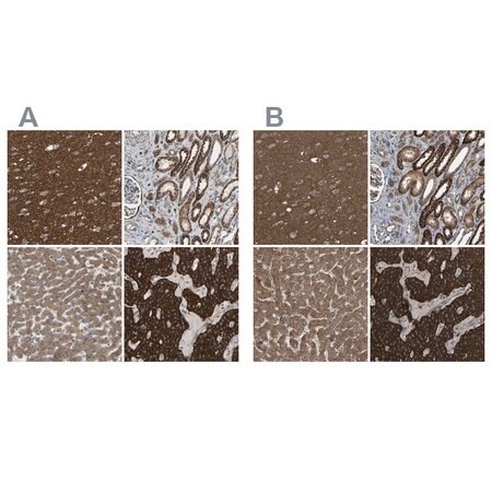 Merck Anti-C1GALT1 antibody produced in rabbit