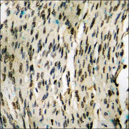 Merck Anti-phospho-NF-kappaB p105/p50 (pSer907) antibody produced in rabbit