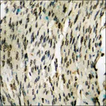Merck Anti-phospho-NF-kappaB p105/p50 (pSer907) antibody produced in rabbit