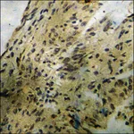 Merck Anti-phospho-BCL-2 (pSer70) antibody produced in rabbit