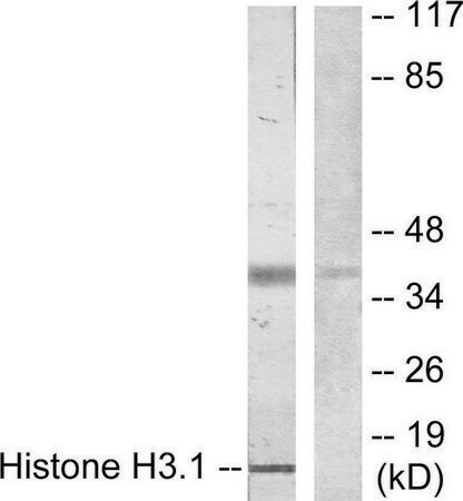 Merck Anti-Histone H3.1 antibody produced in rabbit