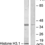 Merck Anti-Histone H3.1 antibody produced in rabbit