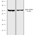 Thermo Fisher Scientific Chicken anti-Rat IgG (H+L) Cross-Adsorbed Secondary Antibody, HRP