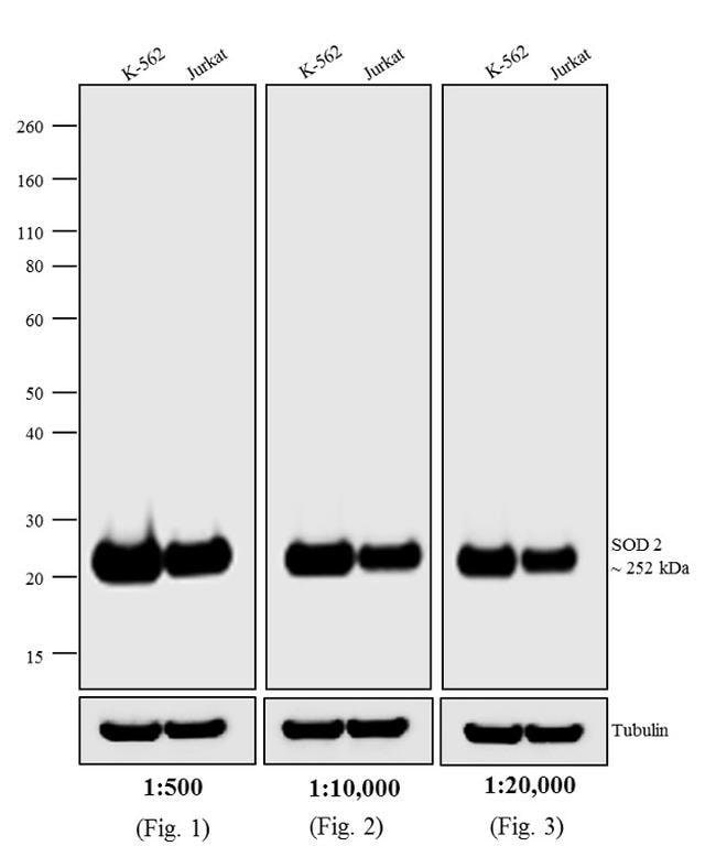 Thermo Fisher Scientific Rabbit anti-Mouse IgG (H+L) Cross-Adsorbed Secondary Antibody, HRP