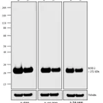 Thermo Fisher Scientific Rabbit anti-Mouse IgG (H+L) Cross-Adsorbed Secondary Antibody, HRP