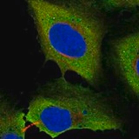 Merck Anti-KNDC1 antibody produced in rabbit