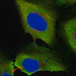 Merck Anti-KNDC1 antibody produced in rabbit
