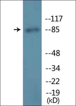 Merck Anti-phospho-GR (pSer211) antibody produced in rabbit