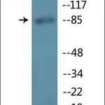 Merck Anti-phospho-GR (pSer211) antibody produced in rabbit