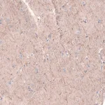 Merck Anti-PTPRK antibody produced in rabbit