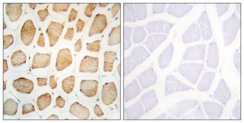 Merck Anti-Actinin alpha antibody produced in rabbit