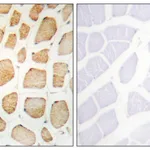 Merck Anti-Actinin alpha antibody produced in rabbit
