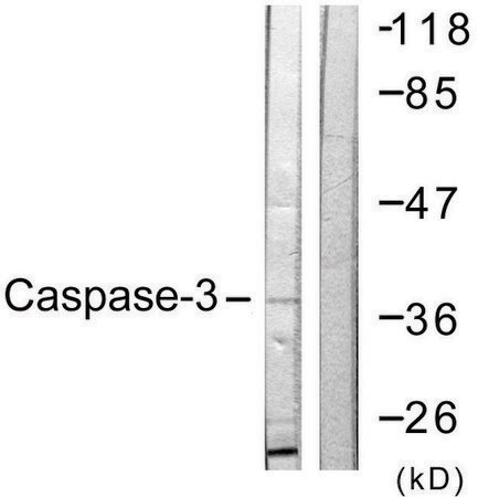 Merck Anti-CASP3 antibody produced in rabbit