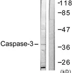 Merck Anti-CASP3 antibody produced in rabbit