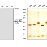 Thermo Fisher Scientific Mouse anti-Human IgG4 Secondary Antibody