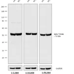 Thermo Fisher Scientific Donkey anti-Rat IgG (H+L) Highly Cross-Adsorbed Secondary Antibody, Biotin