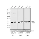 Thermo Fisher Scientific Goat anti-Rabbit IgG (H+L) Cross-Adsorbed Secondary Antibody, Biotin