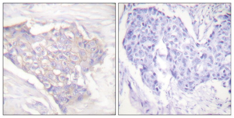 Merck Anti-BIM antibody produced in rabbit