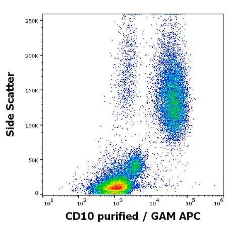 Merck Monoclonal Anti-CD10 antibody produced in mouse