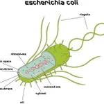 Merck ESCHERICHIA COLI, STRAIN B, LYOPHILIZED