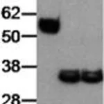 Thermo Fisher Scientific Goat anti-Rat IgG (H+L) Secondary Antibody, HRP, eBioscience