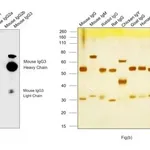 Thermo Fisher Scientific Goat anti-Mouse IgG3 Cross-Adsorbed Secondary Antibody, HRP