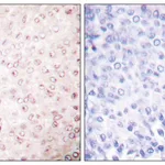 Merck Anti-p300 antibody produced in rabbit