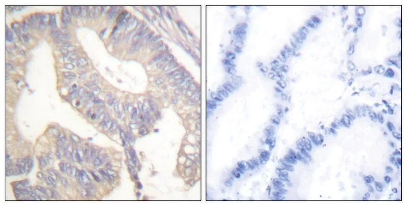 Merck Anti-Gastrin antibody produced in rabbit